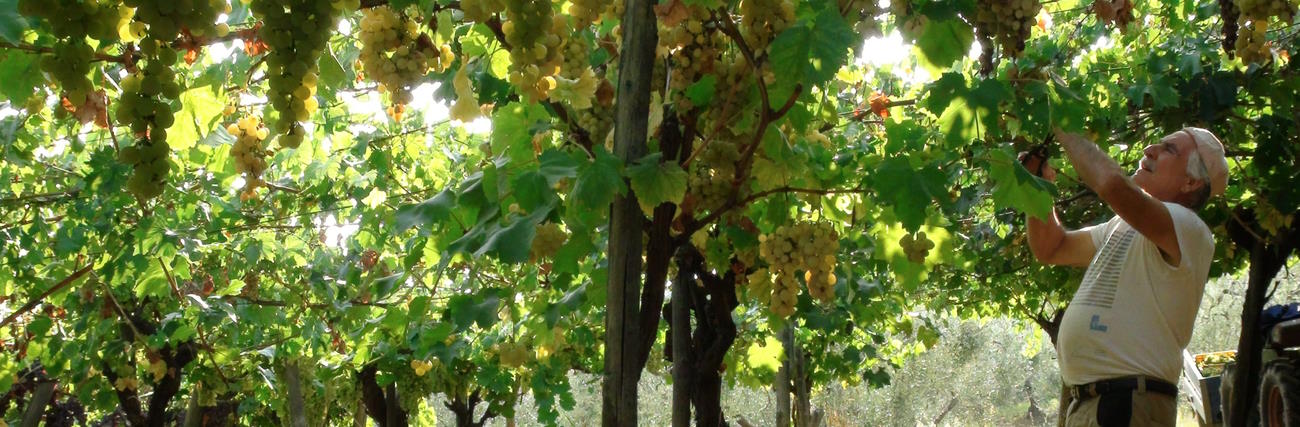 Collezione Basilicata